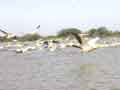 Pelicans follow boat