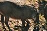 Warthog