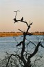 Bird on branch