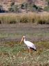 Stork