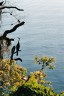 Cormorant