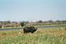 Water buffalo