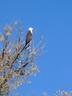 Fish eagle