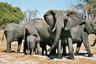 Elephants