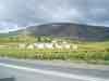 Paarl vines