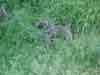 baboon