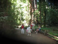Redwoods 1