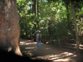 Redwoods 2