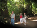 Redwoods 3