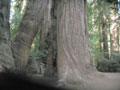 Redwoods 4