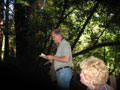 Redwoods 5