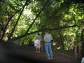 Redwoods 6