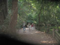 Redwoods 8