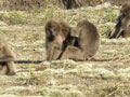 Gelada