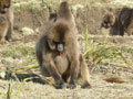 Gelada