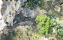 Ibex