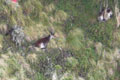 Ibex