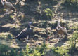 Other birds