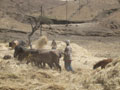 threshing 1
