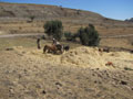 threshing 2