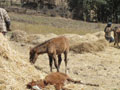 foals