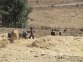 threshing 3
