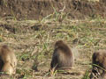 Simien park 1