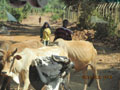 cows