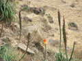 Simien Day 2(15)