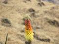 Simien Day 2(16)