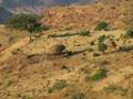 To Axum