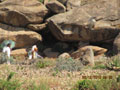 Axum 5