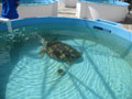 turtle 2