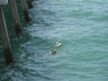 pelicans