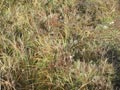 A few heather flowers remaining