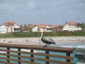 pelican sits