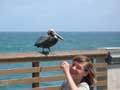 Trice and pelican