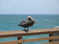pelican