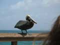 pelican