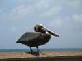 pelican