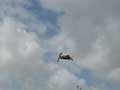 flying pelican
