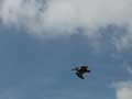 flying pelican