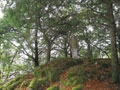 muckcross house 13
