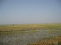 more rice