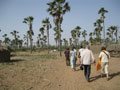 palms