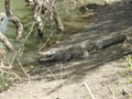 croc