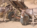donkeys