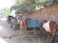 cows