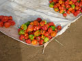 peppers