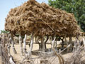 straw